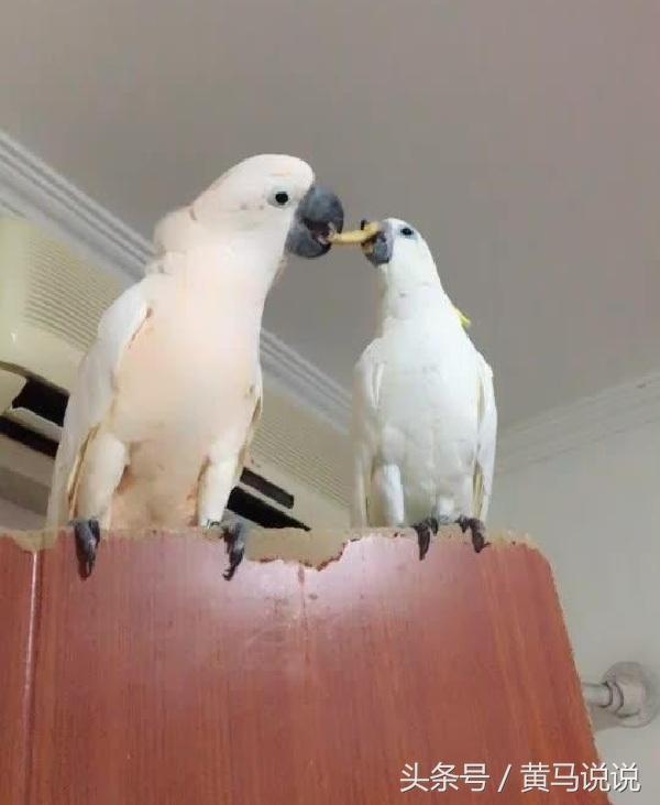 羊奶|爆笑趣图：奇葩动物搞笑来袭，请大家做好准备