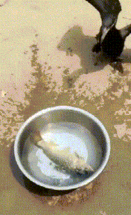 面点|爆笑GIF趣图: 这车开出去, 一天至少被揍一百次