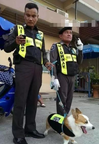 柯基|听说柯基要去当警犬了 弟却喷了我一脸盐汽水 哈哈！结束