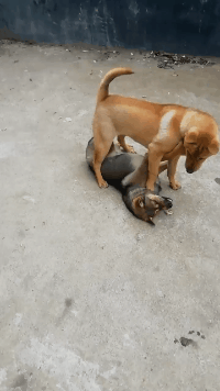 美女|搞笑GIF：美女，我就只想搭个车