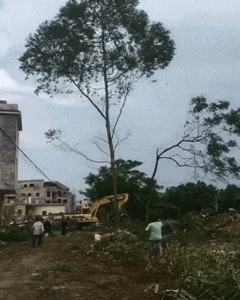 公交|笑话GIF动图:天天限行,车真多