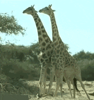 洒水车|搞笑GIF:这漂移,很专业啊!