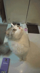 不要|爆笑GIF:闺蜜只是陪你笑一下而已,你不要当真