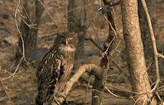 小鸟|搞笑GIF:小鸟这么可爱的吗?还知道给金鱼分享好吃的!