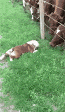 体型|随意变换体型的模特