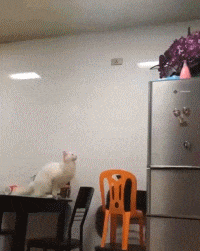 胆子|爆笑GIF: 美女, 你的胆子真的很大, 我是不敢尝试!