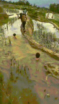 西瓜|搞笑GIF：直到今天我才知道，原来西瓜是长在土里面的