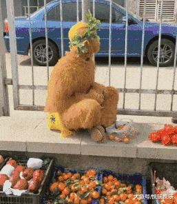 不好过|gif搞笑动图: 日子真心不好过啊,猴哥都出来卖橘子了诶