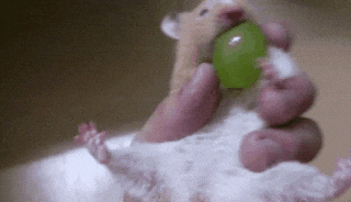 妹子|搞笑gif趣图：高手在民间，这开瓶的技术不去打高尔夫球，可惜了。