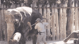 世外|搞笑GIF：十几年没洗头的世外高人重出江湖。看到没