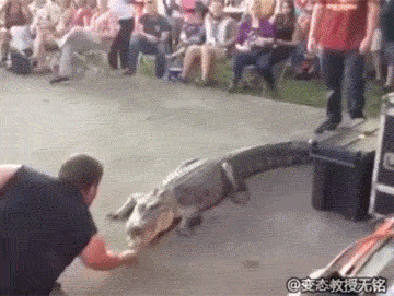 广阔|搞笑GIF: 你自由了, 奔跑吧! 这片广阔大地属于你了!