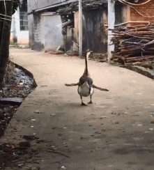 雨衣|搞笑GIF：哈哈