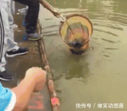 妹子|搞笑GIF趣图:这个车模应该是走后门进来的吧?