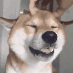 蜻蜓|搞笑GIF:飞行不规范,蜻蜓两行泪