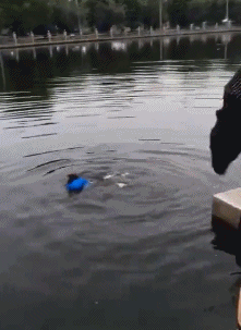 父亲|搞笑动图：狗咬鸡蛋，多管闲事