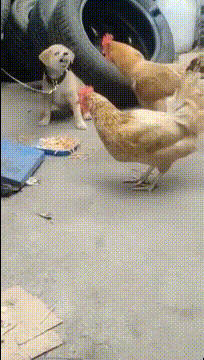 孙悟空|搞笑GIF:想当年我的祖师爷孙悟空就是用这木筏,划出了东海