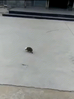 上水|搞笑GIF:新买的鞋子,绝对不能让它沾上水!