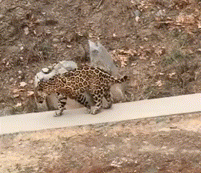 可嘉|搞笑GIF趣图:大爷，精神可嘉，以后还是玩点难度低的吧！