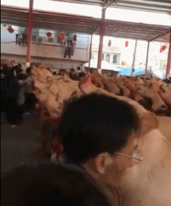 裤子|GIF搞笑趣图：你说你出门怎么也不穿一条好的裤子！