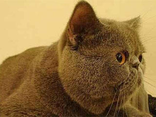 自打|搞笑动态图GIF：苦了你了，蜘蛛侠，自打你来到这里，备受欺凌啊。