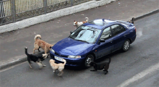 搞笑gif趣图：你已经被包围了！赶快把车上的狗粮交出来