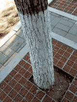 老公|前任大婚,租了个空姐当女伴,带去后新郎脸都绿了…