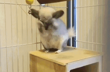 做头|搞笑GIF:小姐姐今天去做头发了吗?