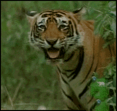 老虎|搞笑GIF:大哥,你看的什么书,你看把旁边姑娘吓的!