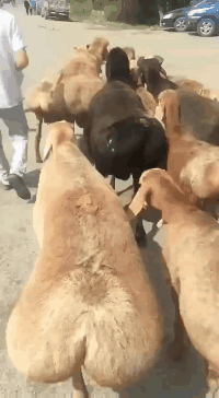 女儿|搞笑GIF动图：这样的一字马，你见过吗？佩服啊！