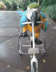 搞笑图片|搞笑图片：南方大雪，最开心的竟然是这群猪~