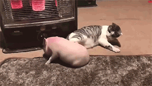 大客户|搞笑GIF：大客户，这绝对是个大客户！