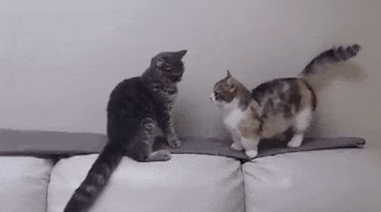 一样|搞笑GIF:身材一样,相貌一样,打架的姿势都是一样的!