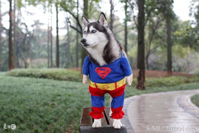 大哥|蠢不蠢，看看就知道了