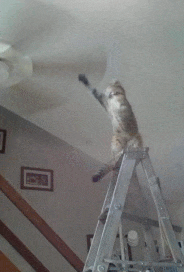 不要|爆笑动图GIF: 说过好多次了，不要做没有把握的事