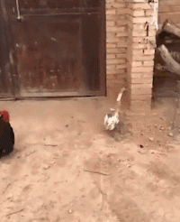 鸭子|搞笑GIF：鸡跟鸭子混久了，也会直立行走了！