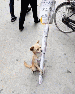 不错|搞笑GIF:刚招的营业员看着还不错吧