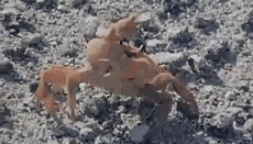 螃蟹|搞笑GIF: 还好以前练过一字马，不然这活没法接！