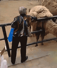 救命|搞笑GIF:这就是传说中的魔法书