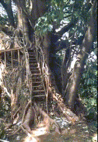 有特色|很有特色的房子,但如果来场大风,估计有人要哭了!