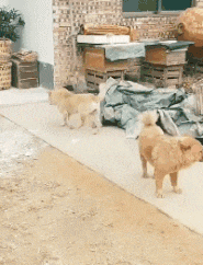 哥们|搞笑GIF：什么？又想骗我去搬砖？