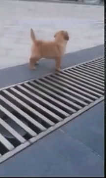 狮子狗|搞笑GIF：哥，我服你