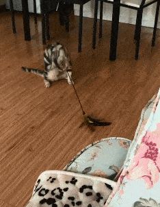 女孩|搞笑GIF趣图:小姐姐，我就夹了一块肉，你为何如此生气？