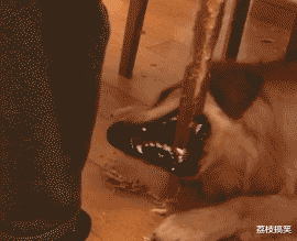 妹子|搞笑GIF：哈哈哈，妹子够机灵的，一看情况不妙直接跳到树丛里去了