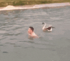 这是|爆笑GIF趣图: 这是做的什么发型啊！这还能出门吗？