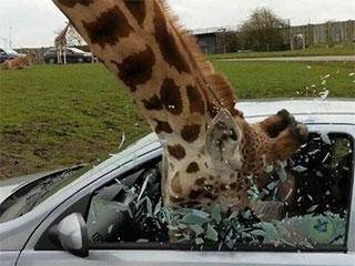 侄子|大侄子不想上学说除非你把我抬去，最终还是来了！