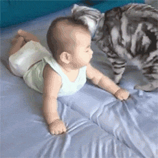 鸭子|搞笑动态趣图GIF:和喵瞄们一起狂欢。