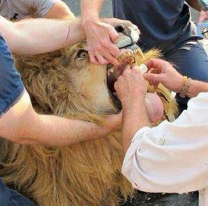 百兽|爆笑GIF: 我是百兽之王,放开我