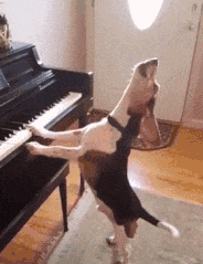 老板|搞笑gif: 我估计老板此时正在后厨拿刀