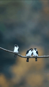 妹子|搞笑GIF：原来妹子穿高跟鞋还有这个用