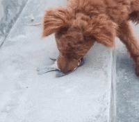 媳妇|搞笑GIF趣图:你这技术高啊!掉了的东西不用手就可以捡起来!